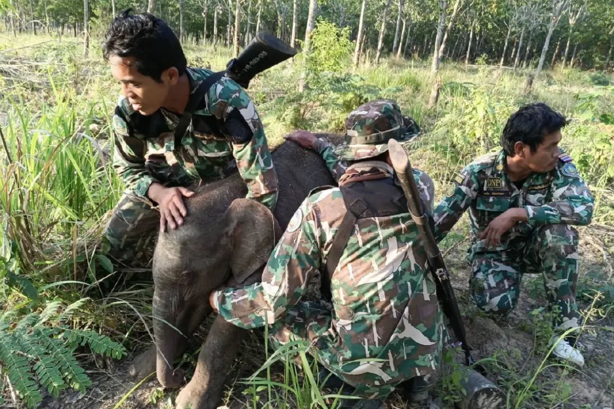 Buffalo attacks one baby elephant, snare traps another in Sa Kaeo | Thaiger