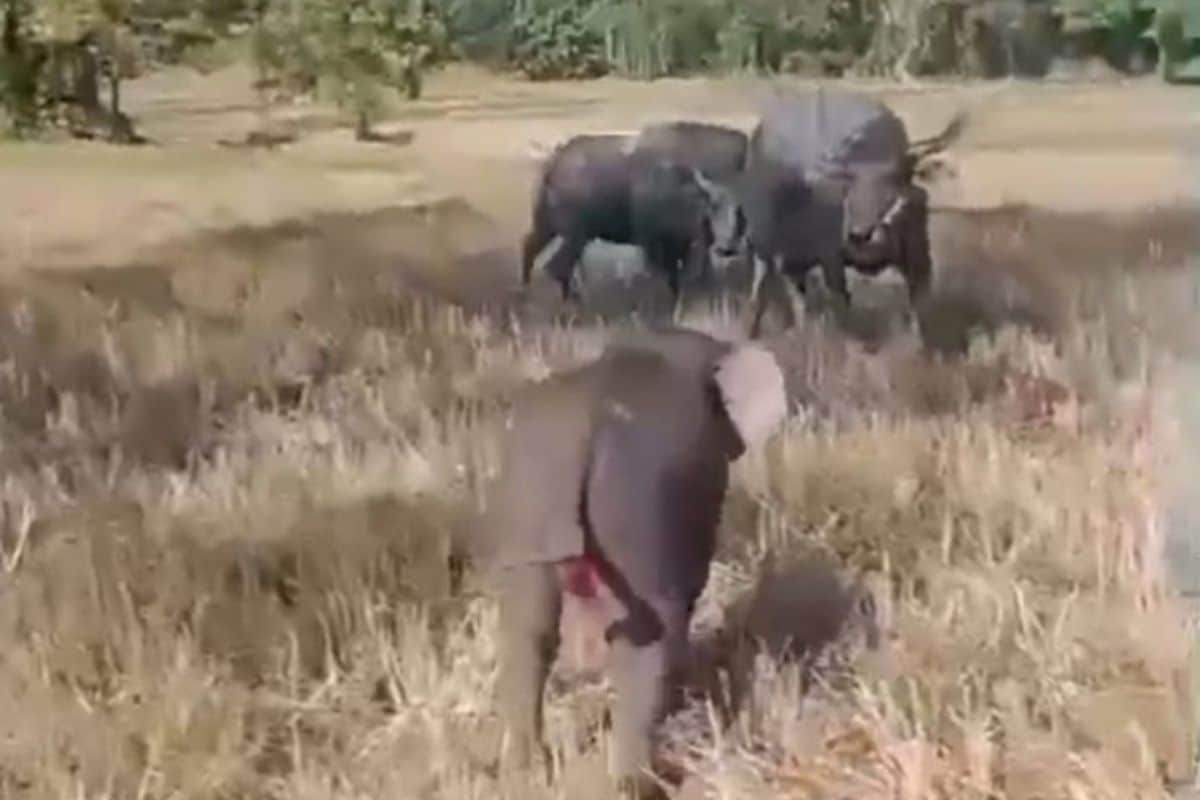 Baby elephant inside a buffalo enclosure in Sa Kaeo