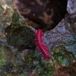 Rare pink dragon millipede amazes tourists in Uthai Thani | Thaiger