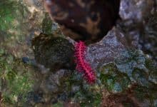 Rare pink dragon millipede amazes tourists in Uthai Thani | Thaiger