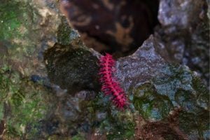Rare pink dragon millipede amazes tourists in Uthai Thani | Thaiger