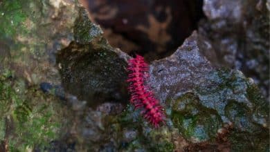 Rare pink dragon millipede amazes tourists in Uthai Thani | Thaiger