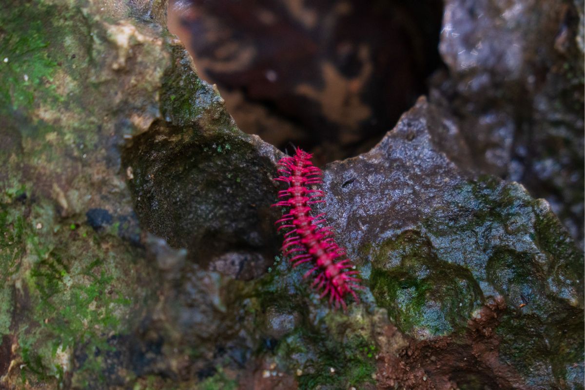 Rare pink dragon millipede amazes tourists in Uthai Thani | Thaiger