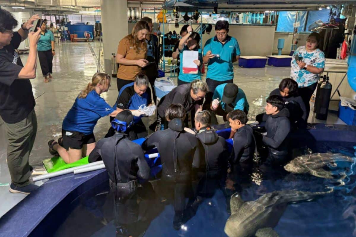 Researchers at Aquaria Phuket tag and collect genetic samples from an adult Indo-Pacific leopard shark during a conservation procedure.