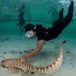 Thailand releases four leopard sharks in first rewilding effort | Thaiger