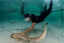 Thailand releases four leopard sharks in first rewilding effort | Thaiger