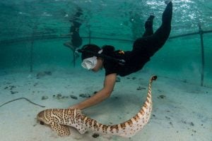 Thailand releases four leopard sharks in first rewilding effort | Thaiger