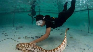 Thailand releases four leopard sharks in first rewilding effort | Thaiger