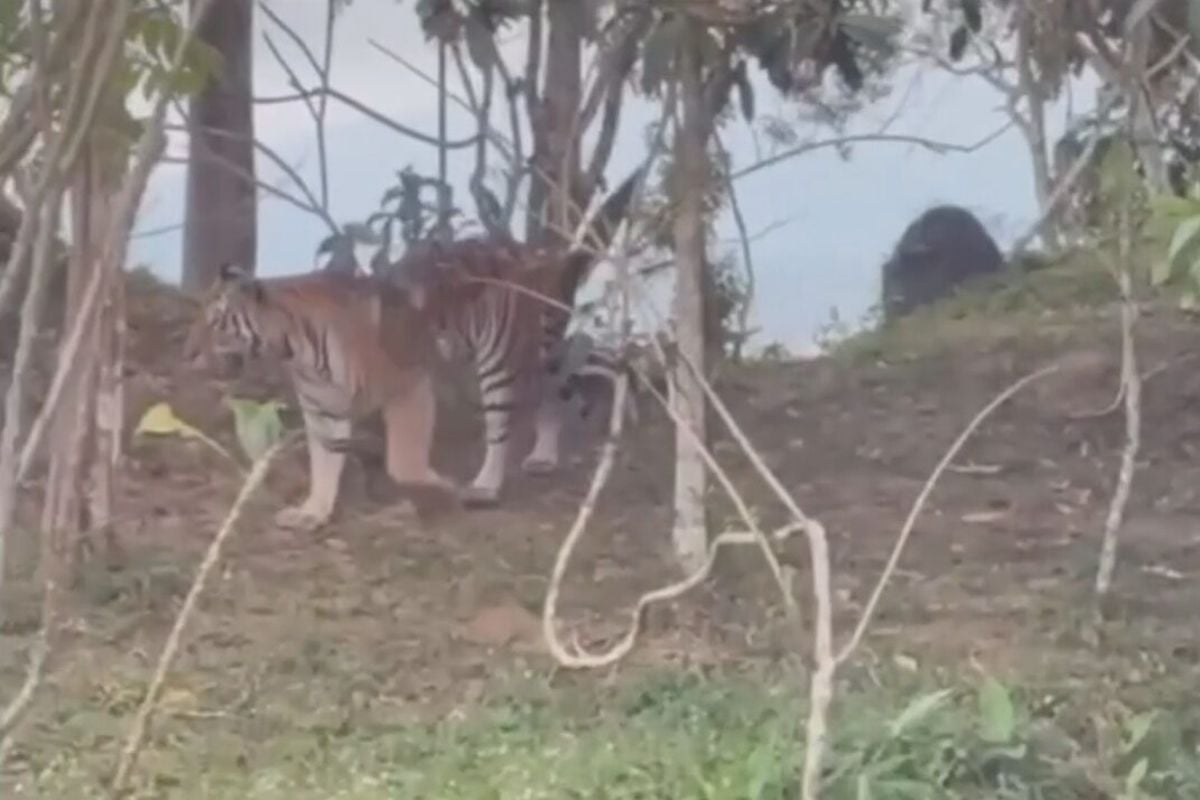 Young wild tiger roaming near the Pha Rak Saladdai viewpoint in Wang Nam Khiao, Nakhon Ratchasima.