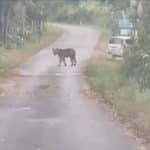 Young tiger seen near tourist spot in Nakhon Ratchasima | Thaiger