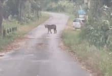 Young tiger seen near tourist spot in Nakhon Ratchasima | Thaiger