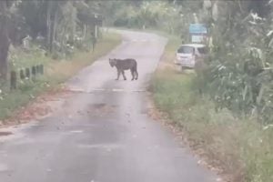 Young tiger seen near tourist spot in Nakhon Ratchasima | Thaiger