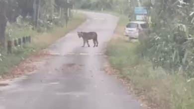 Young tiger seen near tourist spot in Nakhon Ratchasima | Thaiger