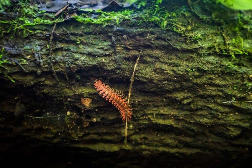 Pink dragon millipede at Hup Pa Tat in Uthai Thani showing its bright pink colour and spiny body