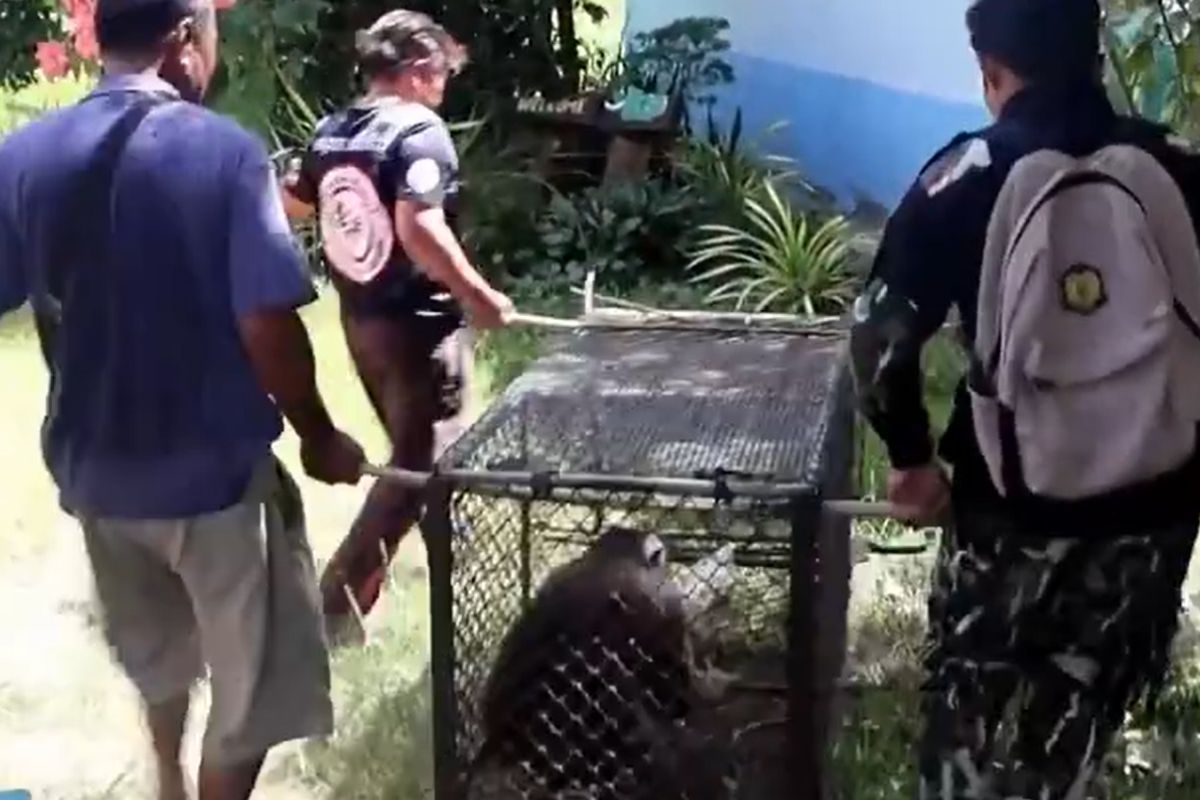 Wildlife officers carefully relocating captured macaque in Yala