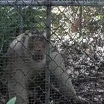 Wild macaque captured after fatal attack in Yala | Thaiger