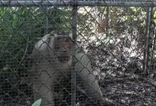 Wild macaque captured after fatal attack in Yala | Thaiger