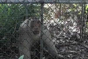 Wild macaque captured after fatal attack in Yala | Thaiger