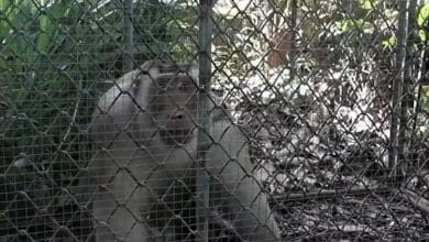 Wild macaque captured after fatal attack in Yala | Thaiger