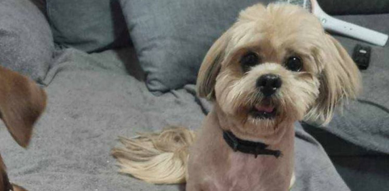 British man missing with pet dog