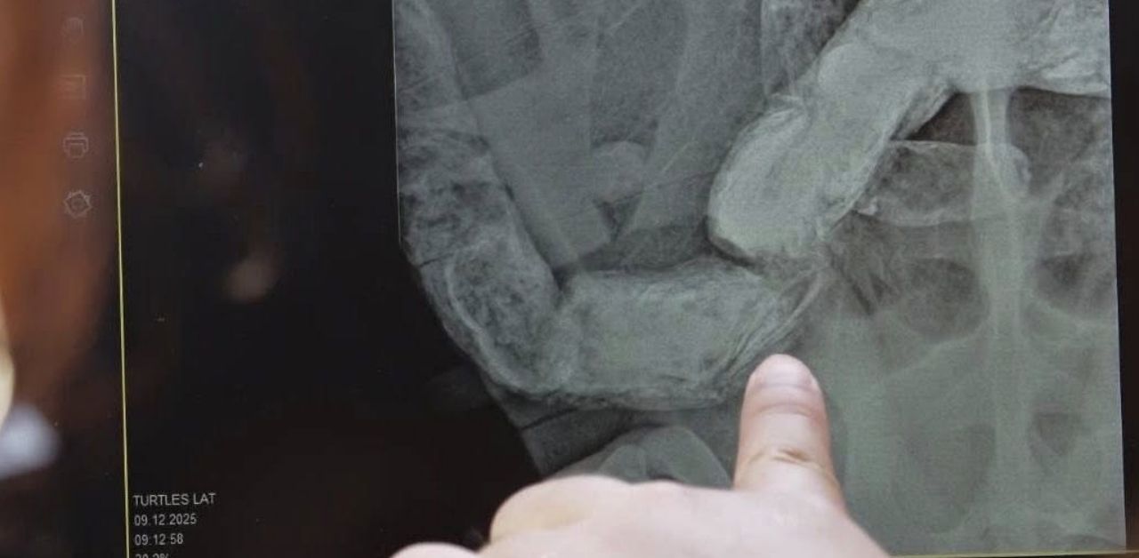 Sea turtle at good condition after swallowing wristband