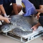 Reward posted as tourist who feeds wristband to sea turtle remains at large | Thaiger