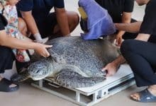 Reward posted as tourist who feeds wristband to sea turtle remains at large | Thaiger