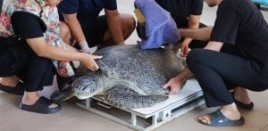 Reward posted as tourist who feeds wristband to sea turtle remains at large | Thaiger