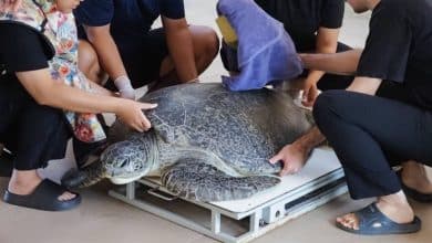 Reward posted as tourist who feeds wristband to sea turtle remains at large | Thaiger