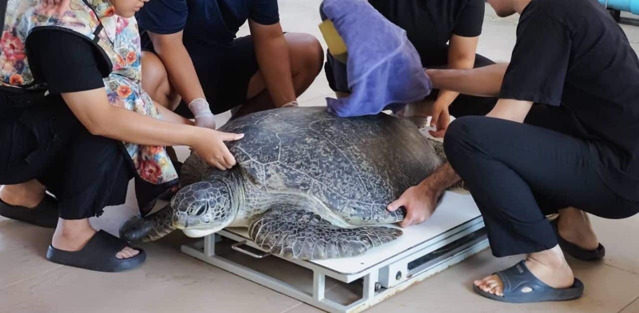 Reward posted as tourist who feeds wristband to sea turtle remains at large | Thaiger