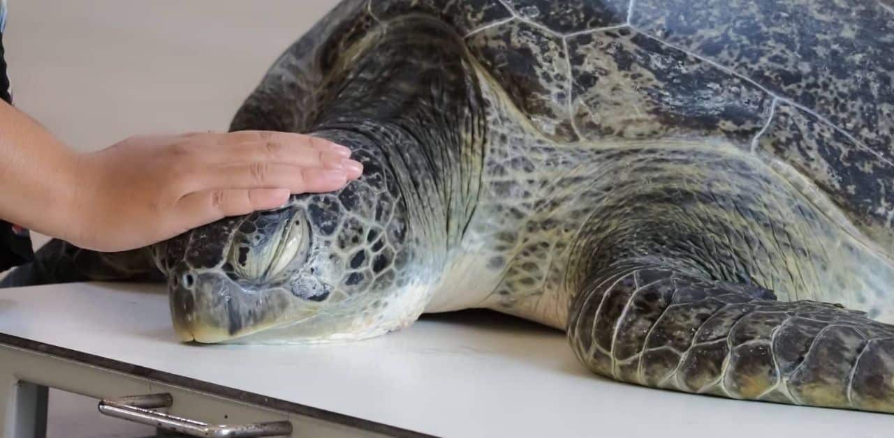 Tourist at large after feeding turtle with wristband