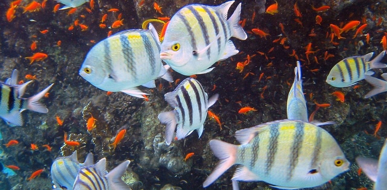 Indo-Pacific sergeant