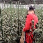 3 Vietnamese men arrested in illegal cannabis farm raid in Bangkok | Thaiger