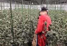 3 Vietnamese men arrested in illegal cannabis farm raid in Bangkok | Thaiger
