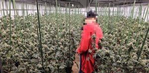 3 Vietnamese men arrested in illegal cannabis farm raid in Bangkok | Thaiger