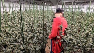 3 Vietnamese men arrested in illegal cannabis farm raid in Bangkok | Thaiger