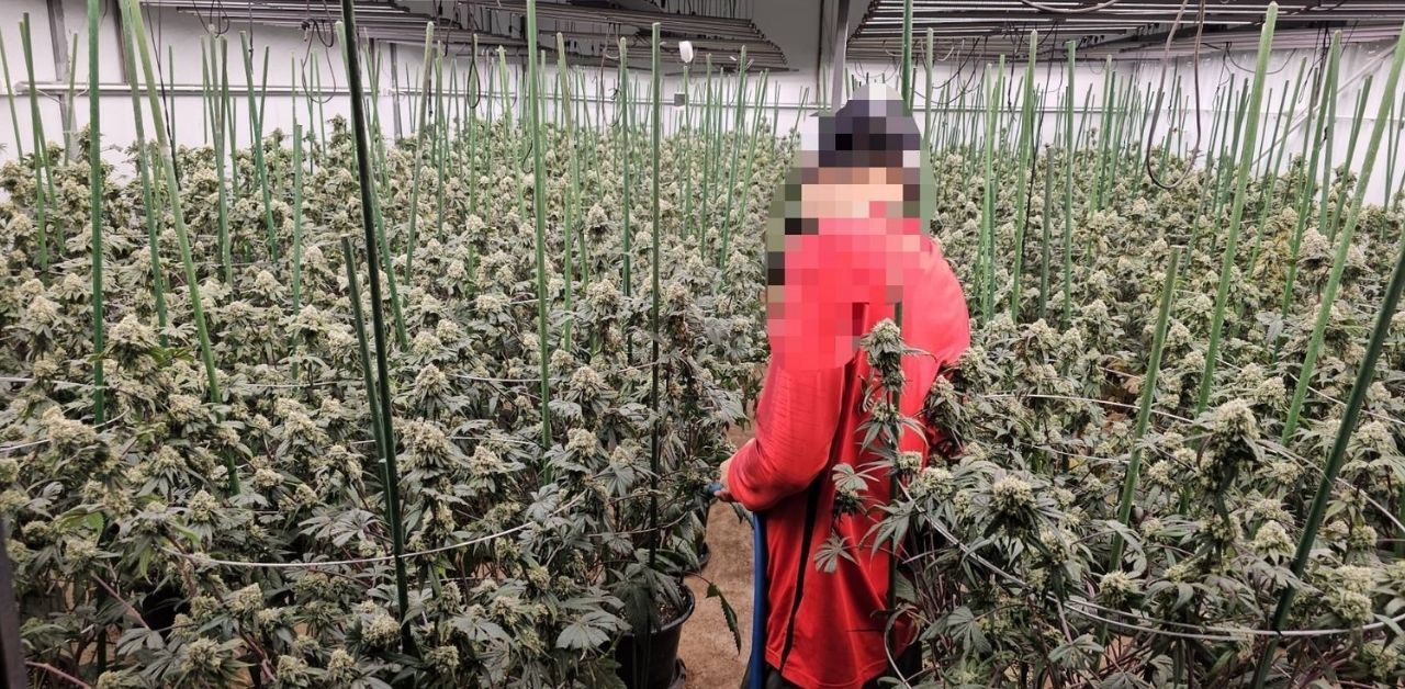 3 Vietnamese men arrested in illegal cannabis farm raid in Bangkok | Thaiger