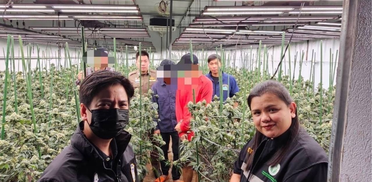 Vietnamese men illegally grow cannabis in Thailand