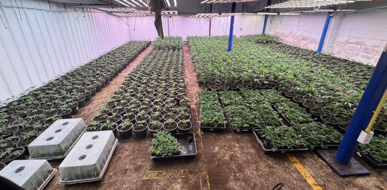 Illegal cannabis cultivation in Bangkok warehouse