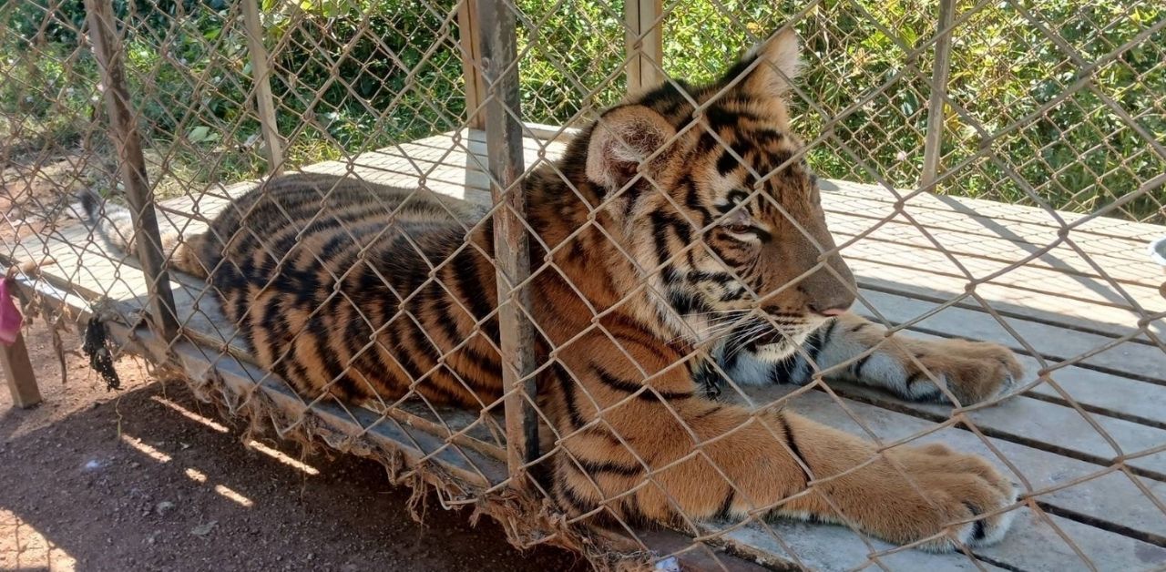 Tiger seized from call centre scam gang in Myanmar