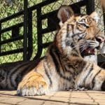Dutch man denies trafficking tiger handed to his foundation from Myanmar | Thaiger