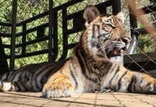 Dutch man denies trafficking tiger handed to his foundation from Myanmar | Thaiger