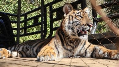 Dutch man denies trafficking tiger handed to his foundation from Myanmar | Thaiger