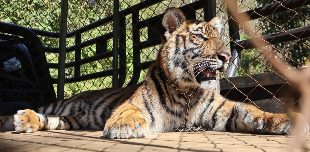 Dutch man denies trafficking tiger handed to his foundation from Myanmar | Thaiger