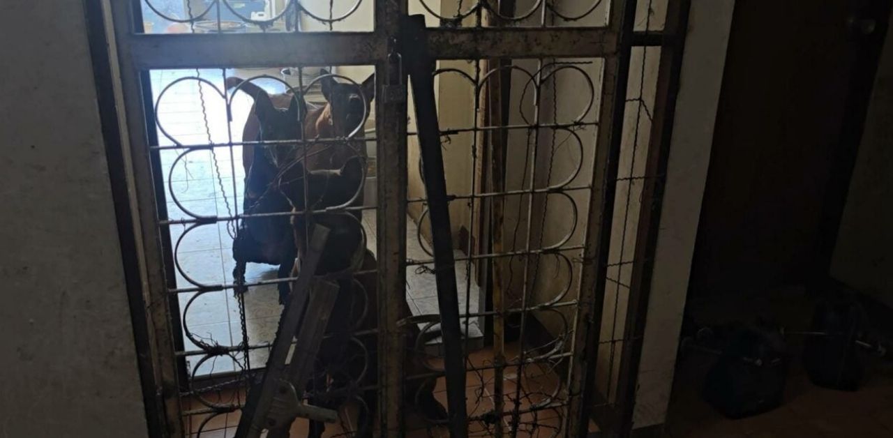 Thai woman turns condo common area into her dog farm