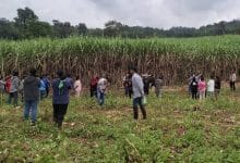 Headless body found in Nakhon Sawan field sparks murder probe | Thaiger