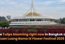 See Tulips blooming right now in Bangkok at Suan Luang Rama IX Flower Festival 2025 | Thaiger