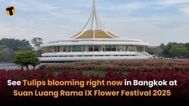 See Tulips blooming right now in Bangkok at Suan Luang Rama IX Flower Festival 2025 | Thaiger