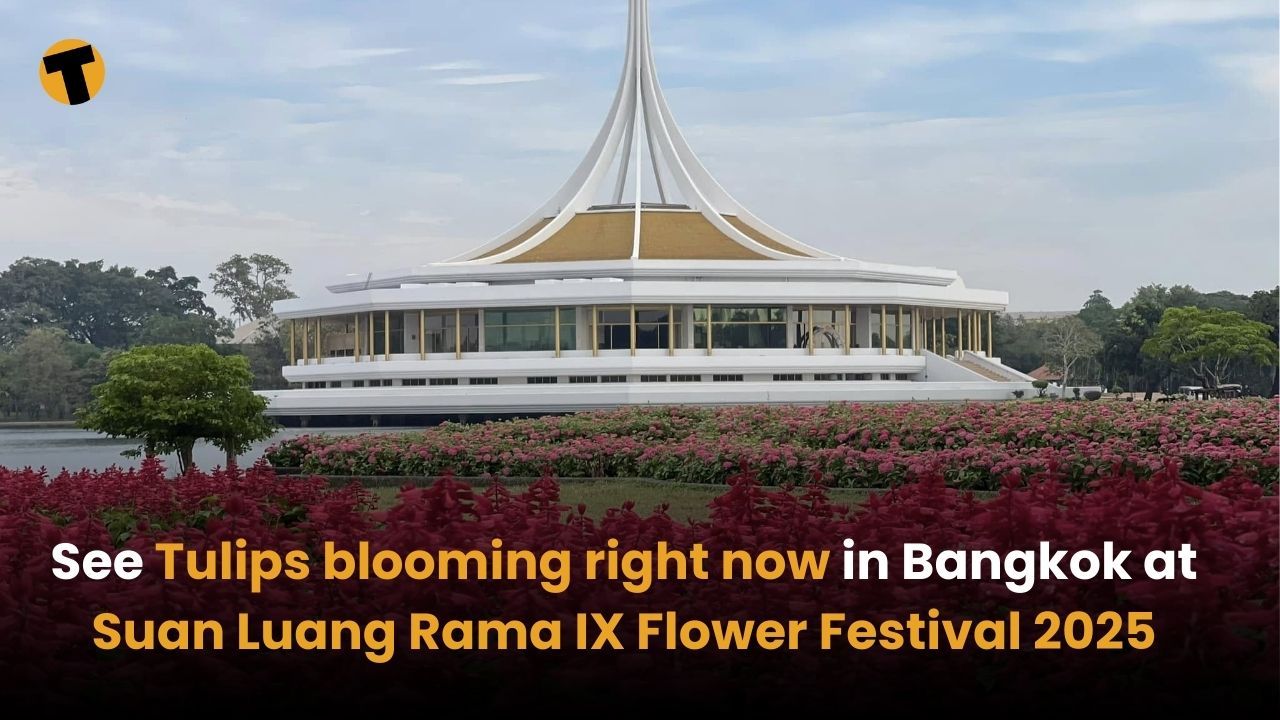 See Tulips blooming right now in Bangkok at Suan Luang Rama IX Flower Festival 2025 | Thaiger
