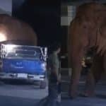 Wild elephant enters temple during funeral | Thaiger